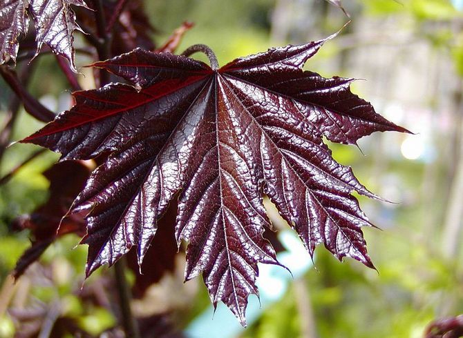 Norway Maple Crimson King