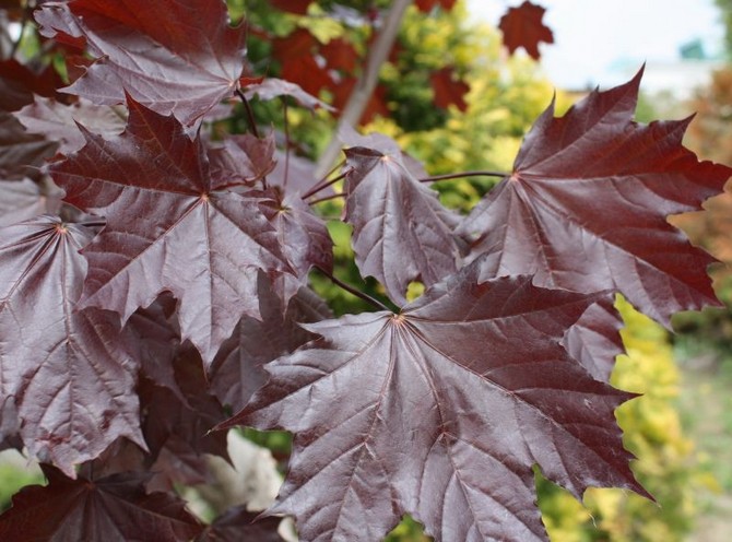 Norway Maple Royal Red