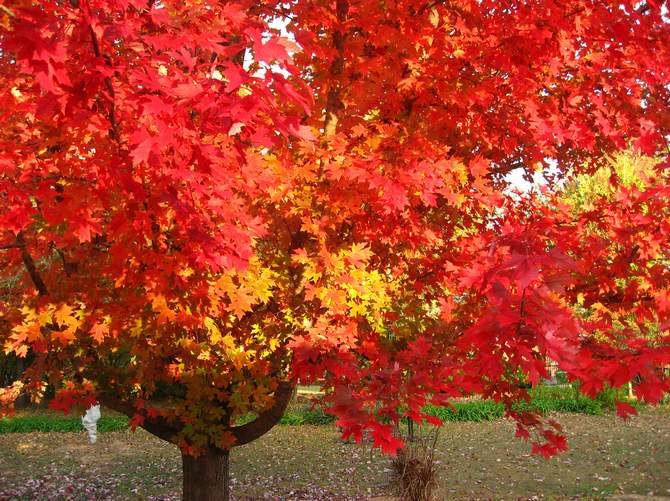 Pokok oak merah. Foto dan keterangan