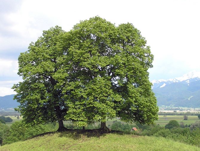 Hur man planterar och odlar europeisk lind på rätt sätt med egna händer