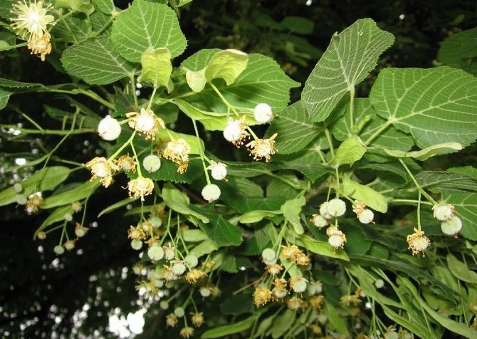 Blommor, tillsammans med oblåsta knoppar, skördas naturligtvis under blomningsperioden