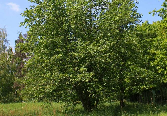 Alder berwarna kelabu. Foto dan keterangan