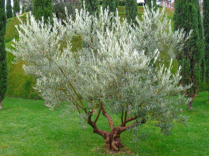 Cara menanam pokok zaitun di kebun sendiri