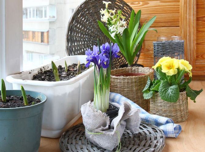 Hur man tar hem blommor säkert i frost och kyla