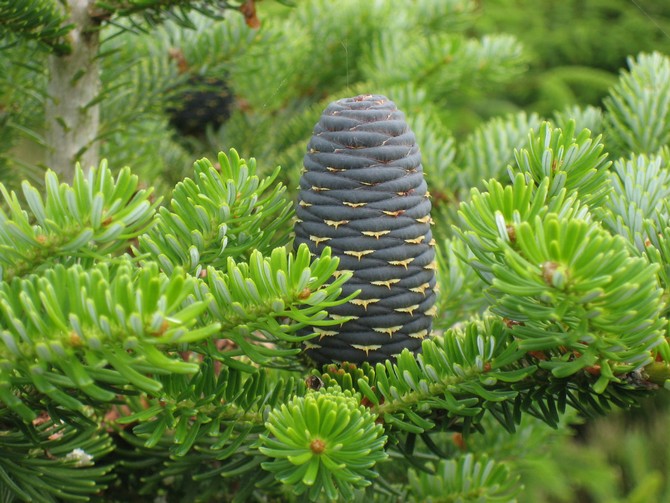 Fir Korea: foto, keterangan pokok, penggunaan dalam reka bentuk landskap