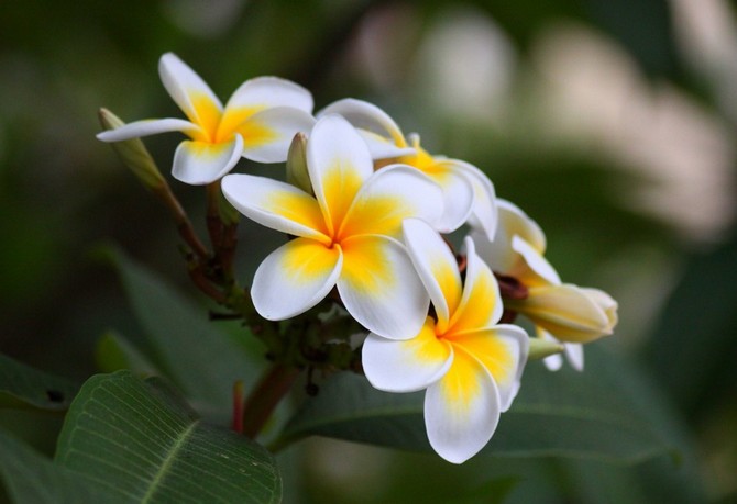 Tips och tricks för hur man ska ta hand om en plumeria-blomma