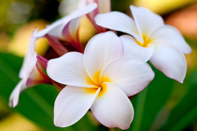 Plumeria. Vård i hemmet