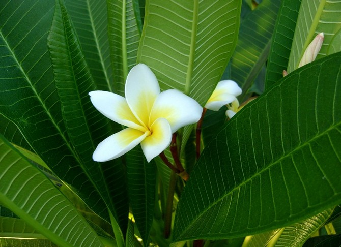 Plantering och reproduktion av en plumeria blomma