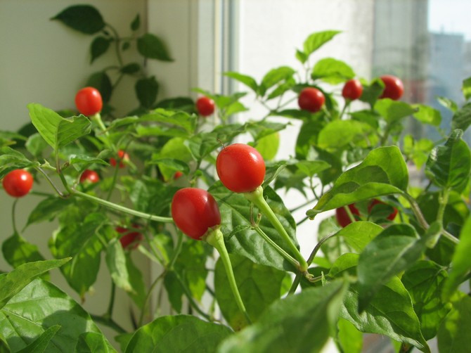 Tomato di ambang tingkap. Cara menanam tomato buatan sendiri