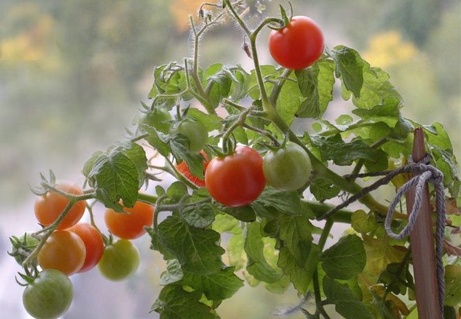 Petua dan petua untuk menanam tomato di ambang tingkap di rumah