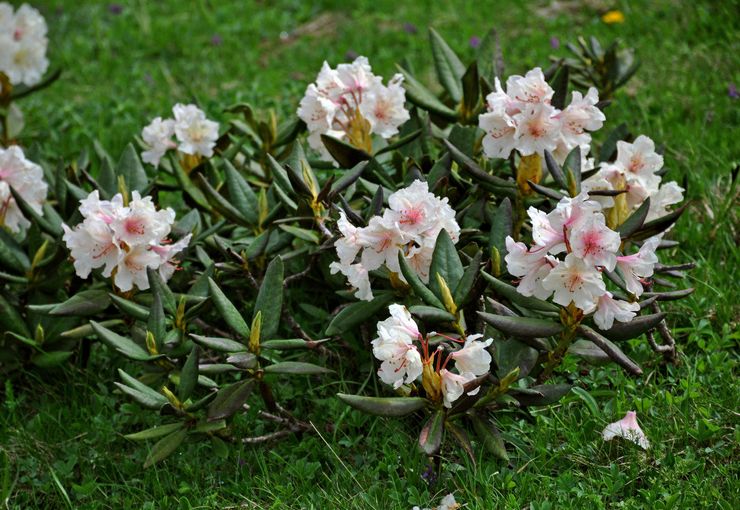 Rhododendron Kaukasia