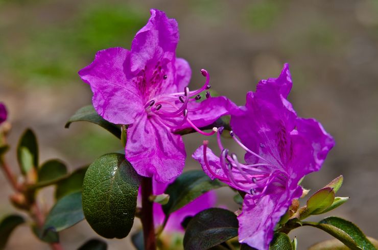 Rhododendron Daurian