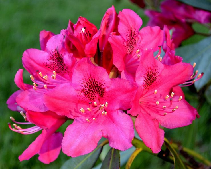 Rhododendron hibrid