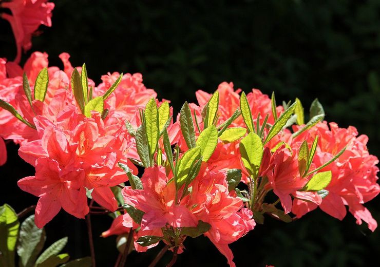 Rhododendron Jepun