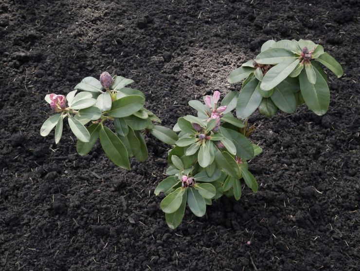 Rhododendron plantering regler