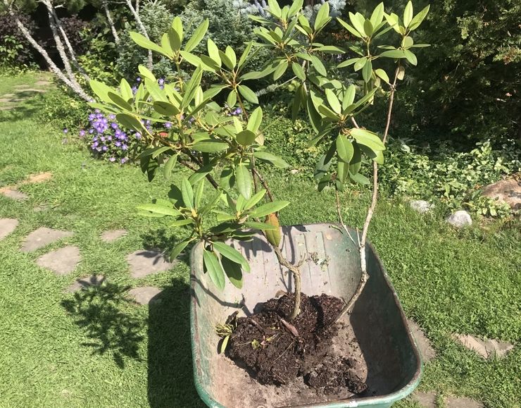 Plantering av en rododendron i öppen mark