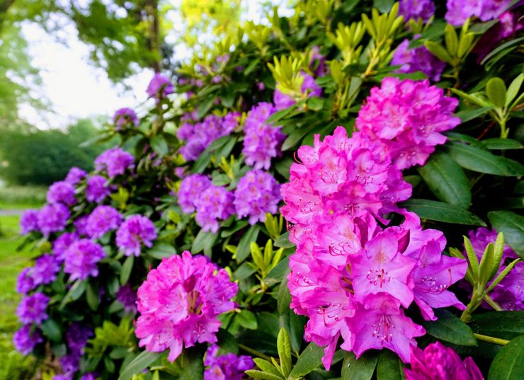 Merawat rhododendron di kebun