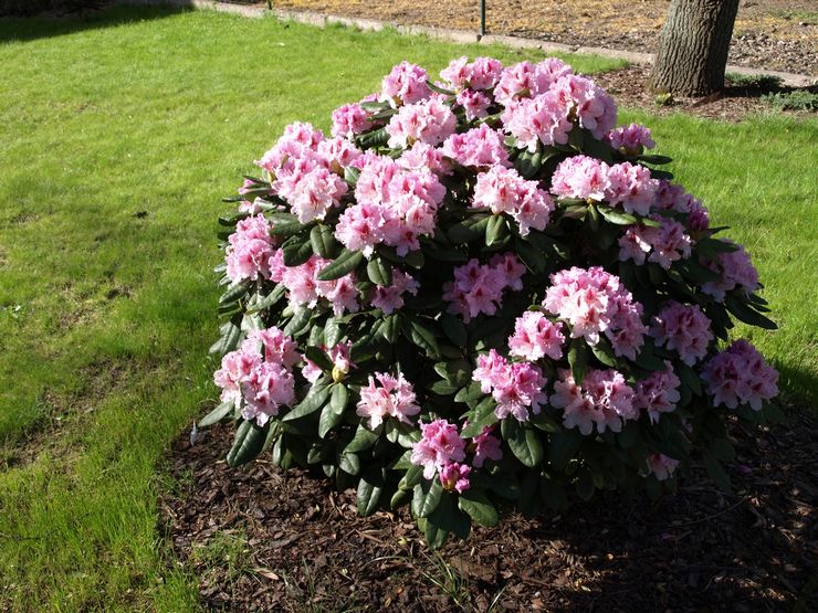 Tumbuh rhododendron di pinggir bandar