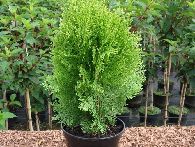 Thuja odlingsmetoder, tips och tricks för korrekt vård