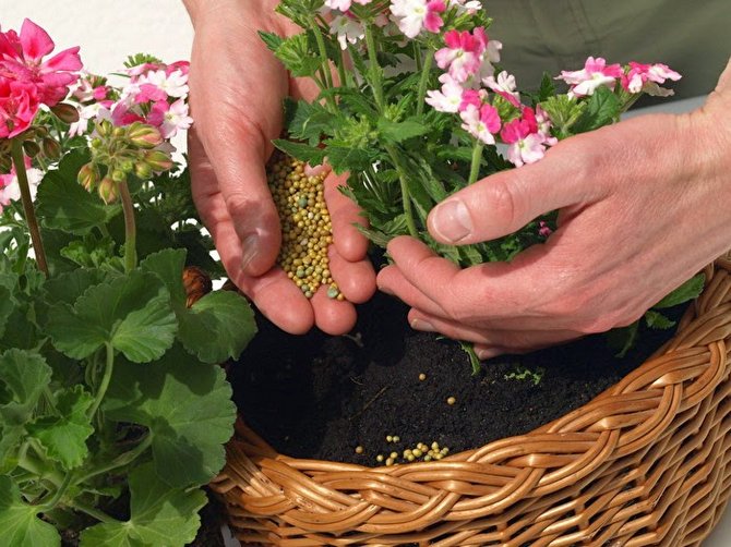 Gödselmedel och spårämnen. Matar växter och blommor. Komplex gödsel