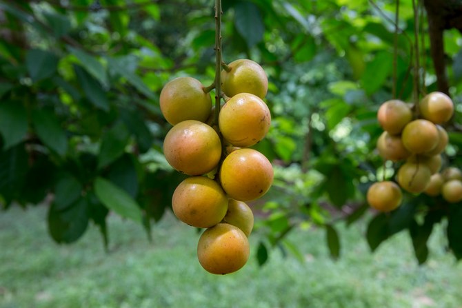 Cara merawat pokok buah anggur Burma dengan betul