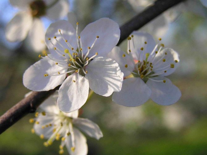 Körsbärsplommonblommor kan vara vita eller ha en rosa nyans.