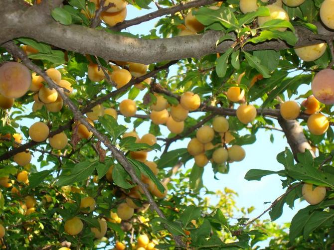 Tumbuh ceri di kebun