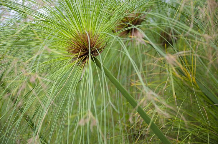 Papirus Cyperus