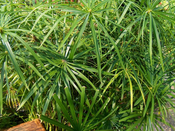 Cyperus växt