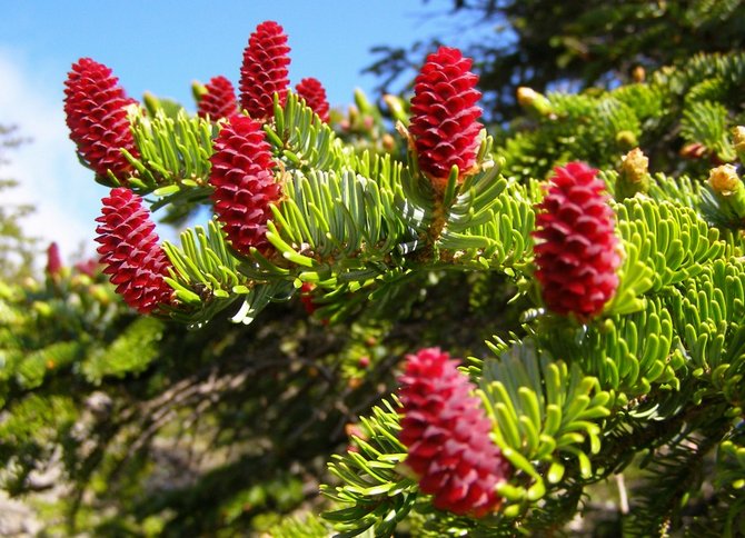 Ayan spruce. Foto dan perihalan varieti. Picea jezoensis