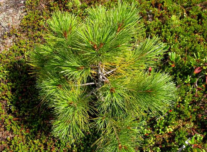 Plantering och vård av sibirisk tallceder