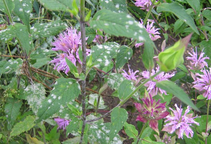 Monarda skadedjur och sjukdomar