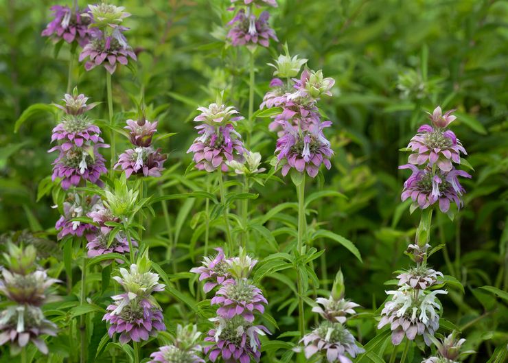 Lemon Monarda, atau sitrus