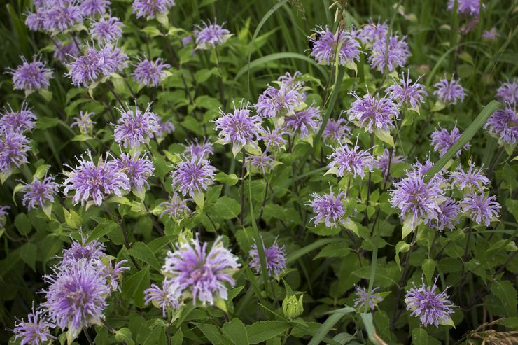 Penumbuk Monarda atau tubular