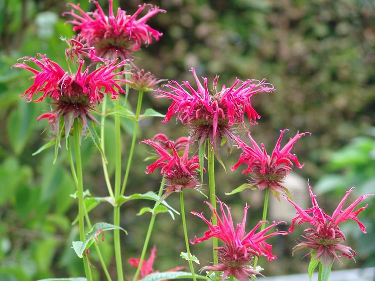 Hibrid Monarda