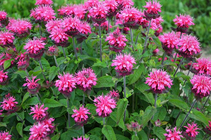 Monarda i landskapsdesign