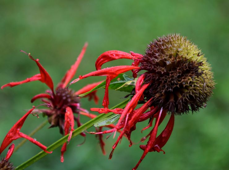 Monarda selepas berbunga