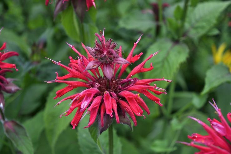 Monarda fastigheter