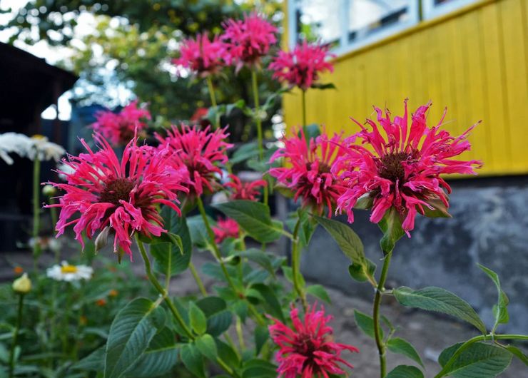 Merawat monarda di kebun