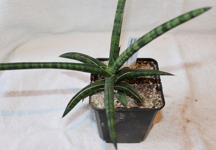 Sansevieria anggun, atau anggun