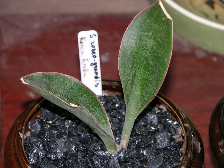 Sansevieria stor