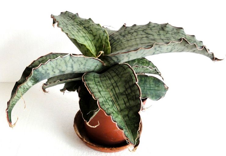 Sansevieria Kirka