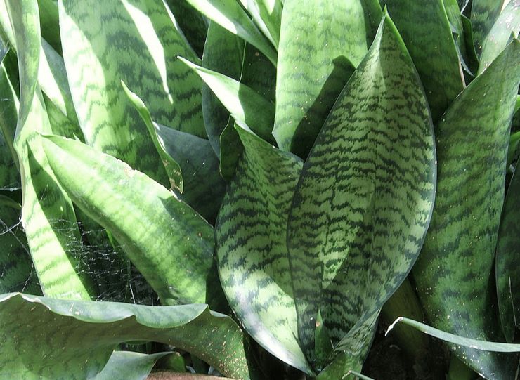 Sansevieria Liberia