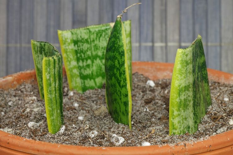 Kaedah pembiakan untuk sansevieria