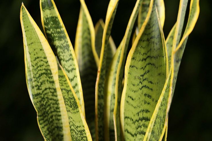 Sansevieria trefält