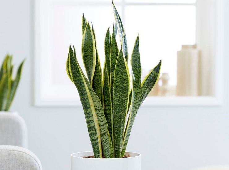 Penjagaan Sansevieria di rumah