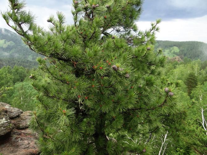 Tips och tricks för plantering och vård av cederträ