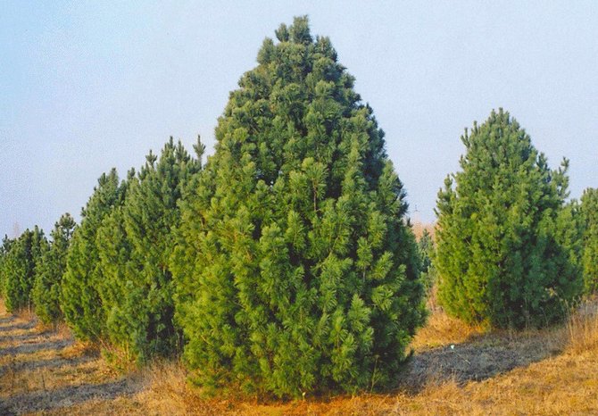 Cedar Siberia memerlukan sungkupan tanah untuk mengekalkan tahap kesuburan pokok yang tinggi