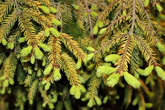 Kanadensiska Aurea. Har formen av en pyramid, nålarna är gula och ljusa