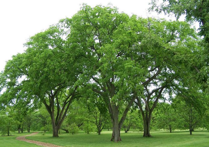 Pokok elm licin. Seperti apa dalam foto, keterangan daun